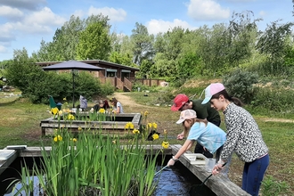 Young people pond dipping in raised ponds with yellow irises in flower in the ponds