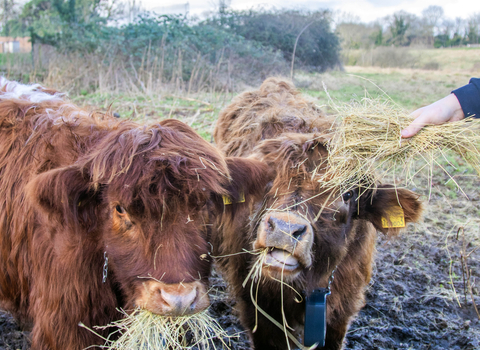 Two small, ginger-brown highland calves, eating hay