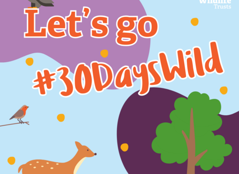 "Let's go #30DaysWild" Campaign graphic with cartoon icons of a deer, a robin, a tree and an owl